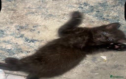 Ragdoll cats for sale: (2 GIRLS LEFT) 3 BiColour Ragdoll Ready in 3Weeks - Image 16