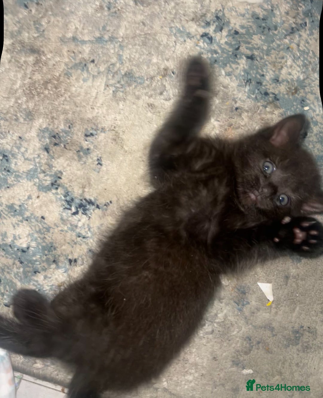 Ragdoll cats for sale: (2 GIRLS LEFT) 3 BiColour Ragdoll Ready in 3Weeks - Image 16