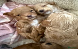 Maltipoo dogs for sale: Real life teddy bear f1 Maltipoos ❤️💥 - Image 14