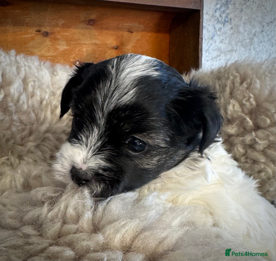 Maltese dogs for sale: Maltese x terrier - Advert 18