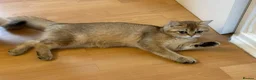 British Shorthair cats for sale: Golden Shaded British shorthair NY11 - Advert 4