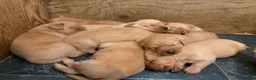 Labrador Retriever dogs for sale: Stocky Fox red labs  - Advert 3