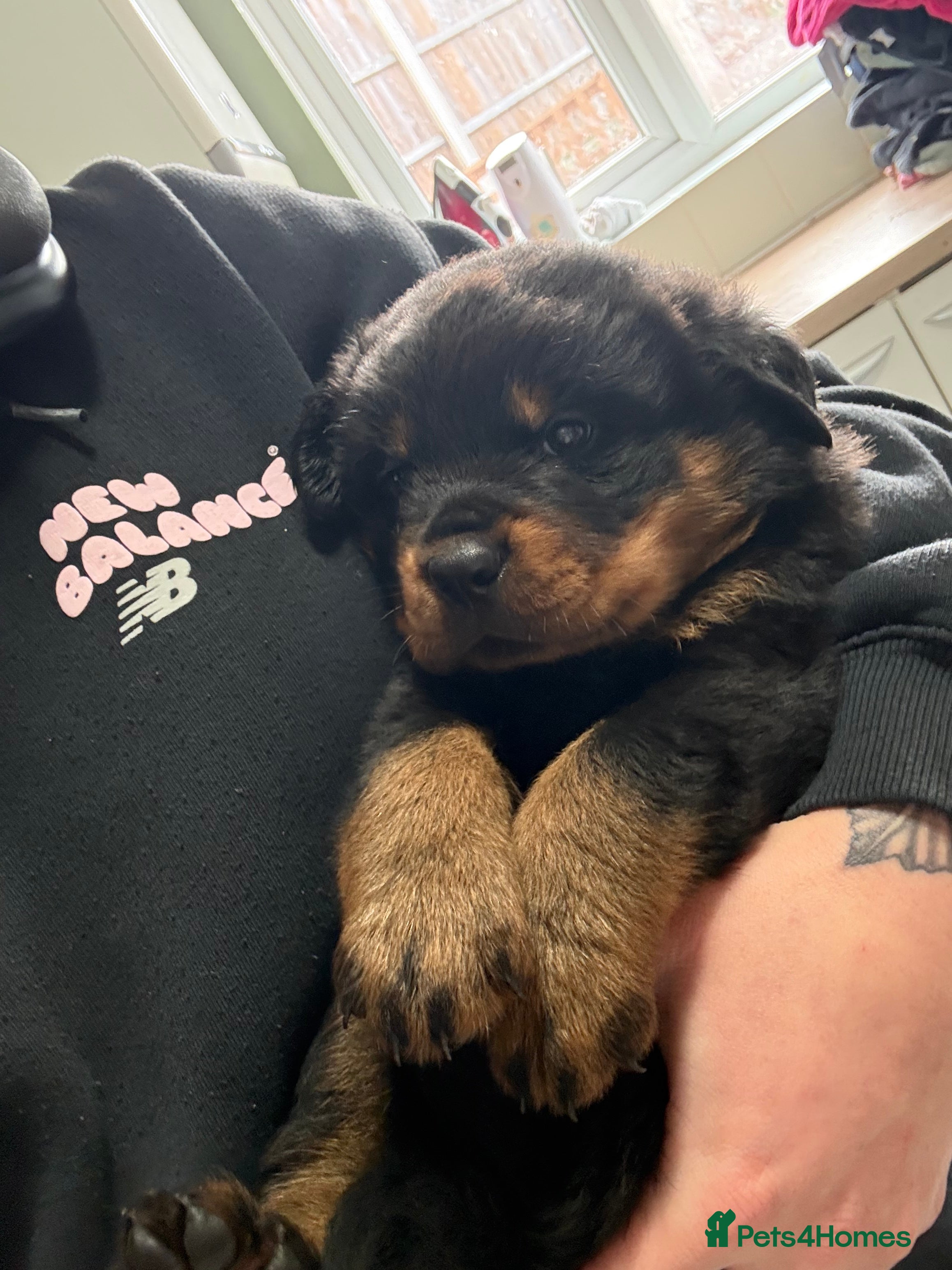 Rottweiler dogs Rotweiller puppies for sale  - Advert 2