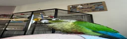 Conures birds for sale: Green cheek conure in Derby - Advert 3