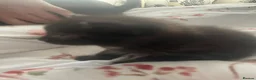 Domestic Shorthair cats for sale: 4 beautiful male kittens.  - Advert 5