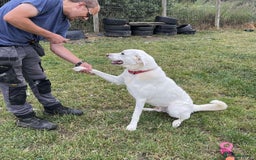 Mixed Breed dogs for adoption: DOUGIE - looking for an active guardian. - Image 26