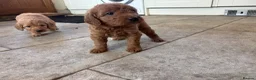 Labradoodle dogs for sale: Adorable Labradoodle Puppies  - Advert 21