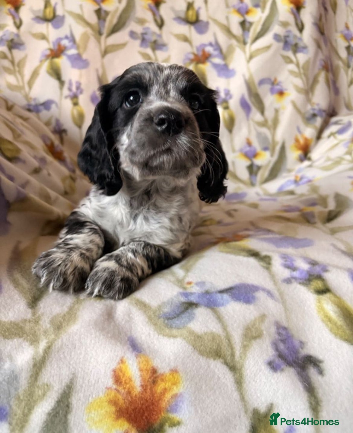 Cocker Spaniel dogs Working cocker spaniel puppies blue roan  - Advert 18