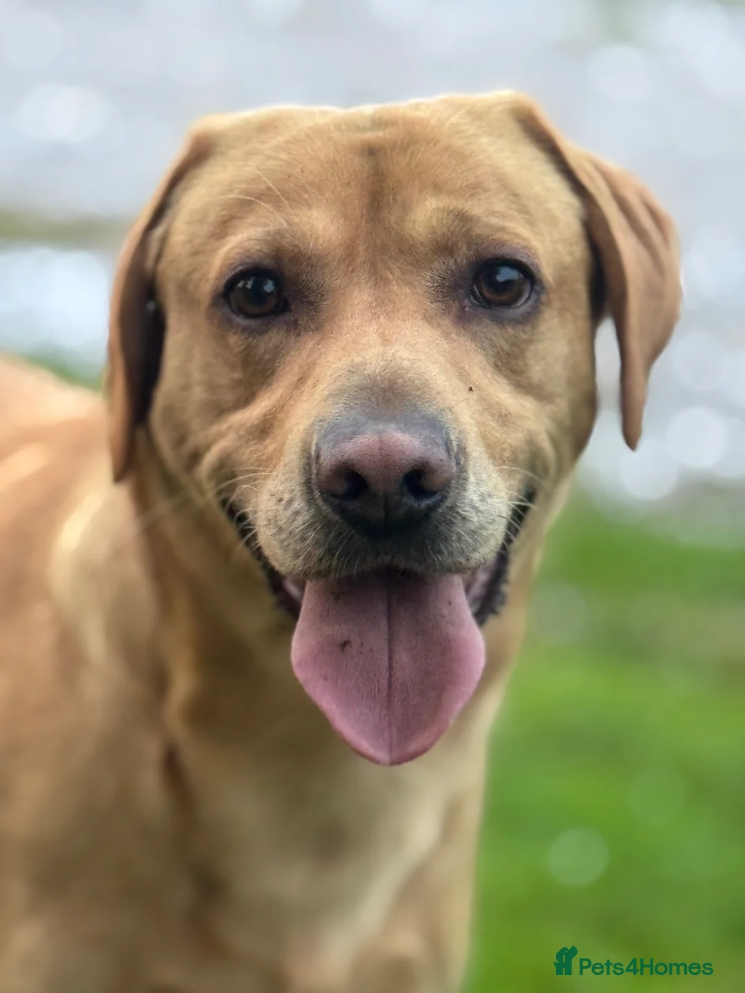 Labrador Retriever dogs for stud: Stud dog in Yeovil - Advert 3