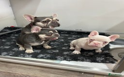 French Bulldog dogs for sale: Pink French bulldog puppies - Image 3
