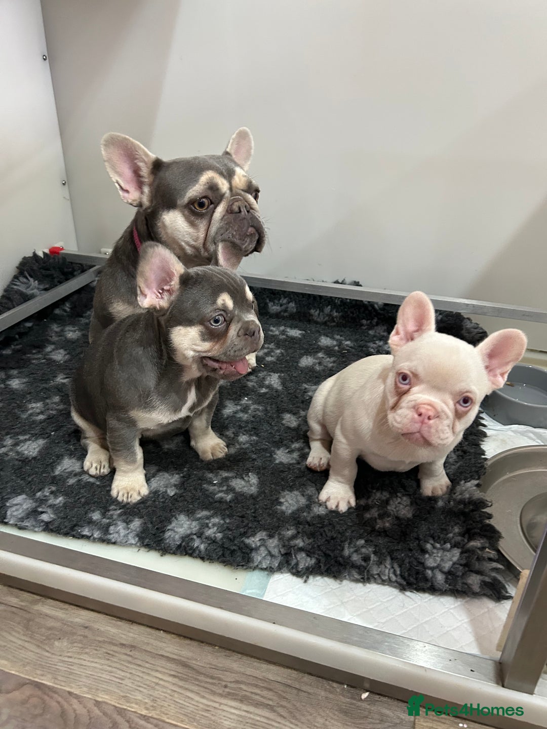 French Bulldog dogs for sale: Pink French bulldog puppies - Image 3