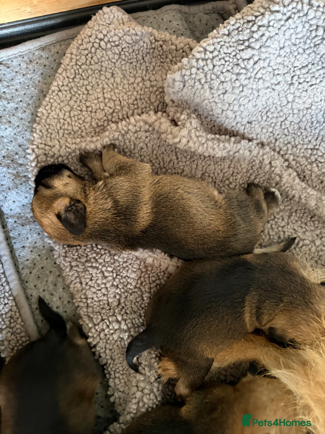 Border Terrier dogs for sale: KC Reg Border Terrier Pups - Advert 3