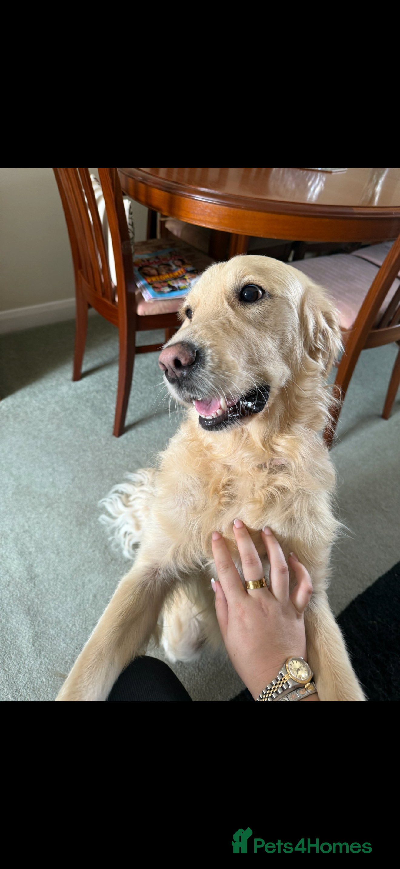 Golden Retriever dogs 3 year old female golden retriever  - Advert 1