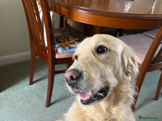 Golden Retriever dogs 3 year old female golden retriever - Advert 5