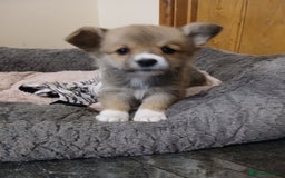 Welsh Corgi Pembroke dogs for sale: Beautiful corgis - Image 2