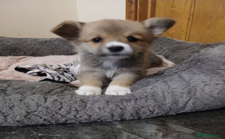 Welsh Corgi Pembroke dogs - Advert 4