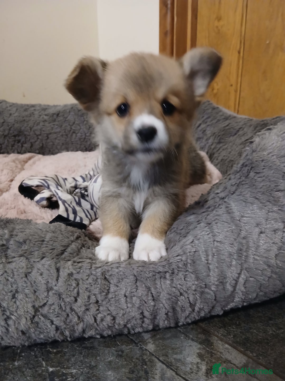 Welsh Corgi Pembroke dogs for sale: Beautiful corgis - Image 2
