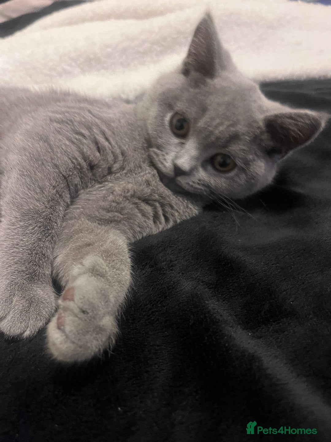 British Shorthair cats for sale: Grey/Blue British Shorthair - Image 3