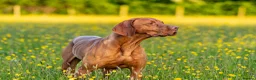 Hungarian Vizsla dogs for stud: KC Registered Hungarian Vizsla  - Advert 3