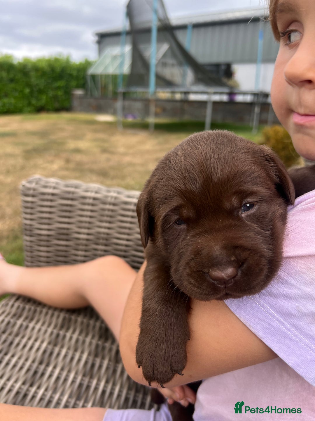 Labrador Retriever dogs for sale: Golden and Chocolate chunky labs for sale - Image 2