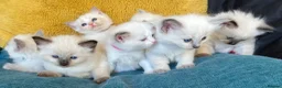 Ragdoll cats for sale: GCCF mom’s pure ragdoll kittens sale in London  - Advert 22