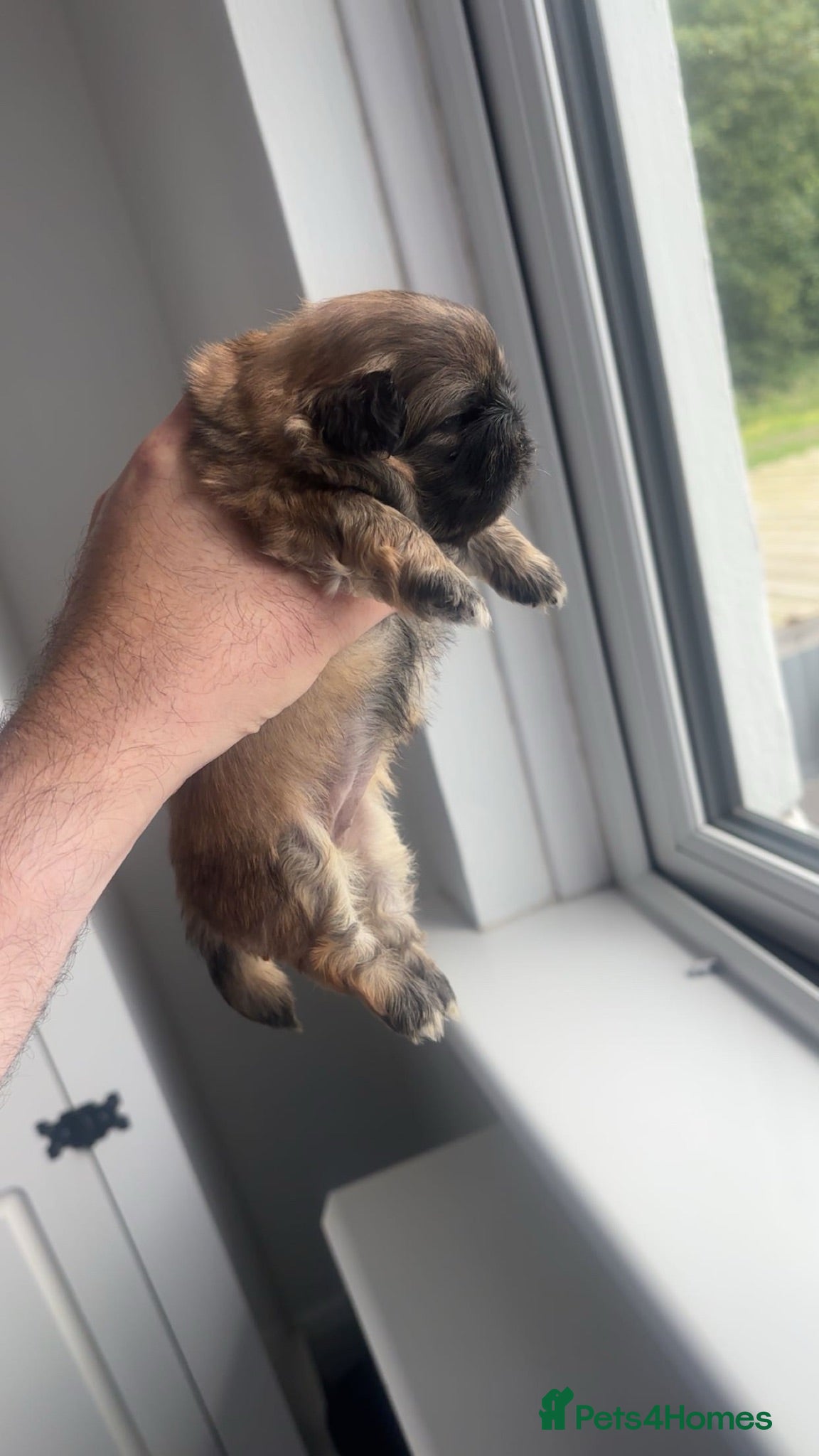 Pekingese dogs Stunning high quality Pekingese puppies  - Advert 1