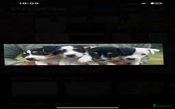 Jack Russell dogs for sale: JACKRUSSELL PUPPYS in Shrewsbury - Image 3
