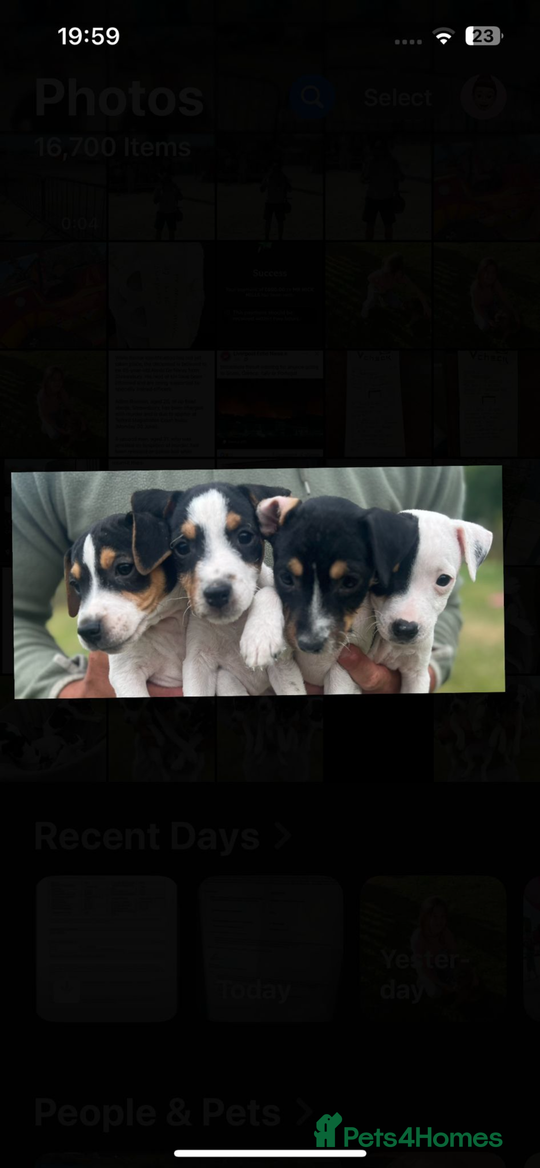 Jack Russell dogs for sale: JACKRUSSELL PUPPYS in Shrewsbury - Image 3