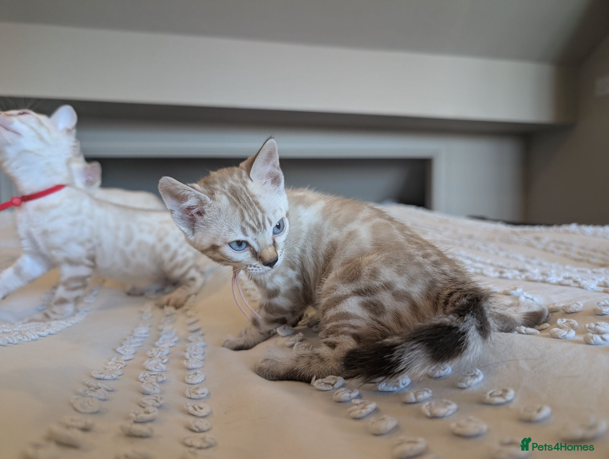 Bengal cats 🤍🩶 GORGEOUS BENGAL KITTENS 🩶🤍 - Advert 2