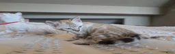 Bengal cats for sale: 🤍🩶 GORGEOUS BENGAL KITTENS 🩶🤍 - Advert 4