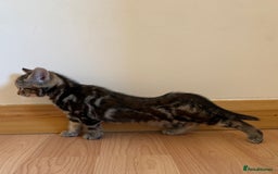 Mixed Breed cats for sale: Kitten looking for a loving home - Image 8