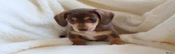 Miniature Dachshund dogs for sale: Miniature Dachshund  - Advert 10