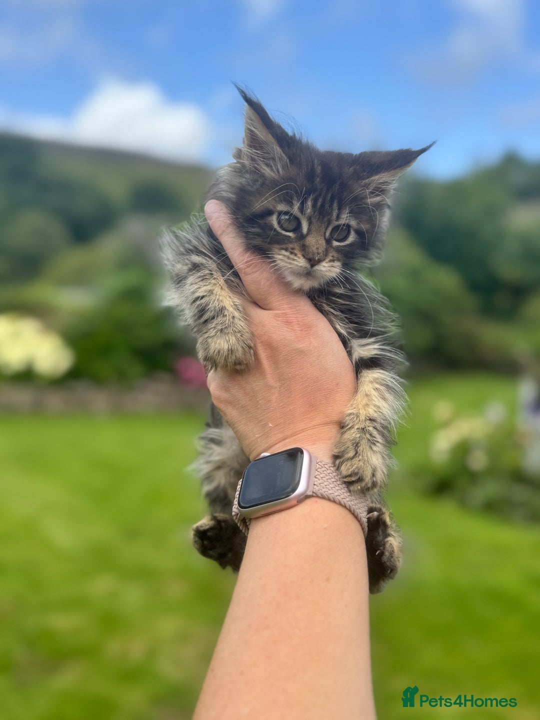 Maine Coon cats for sale: Gorgeous Black Tabby Mainecoon Kitten  - Image 3