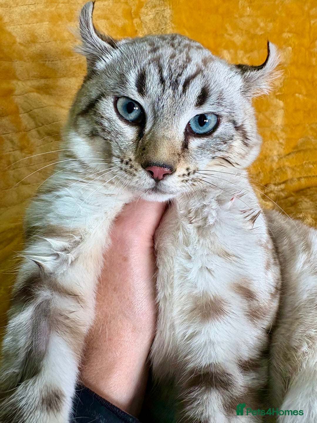 Keetso cats for sale: Super wild looking poly curled eared leopard  - Advert 23