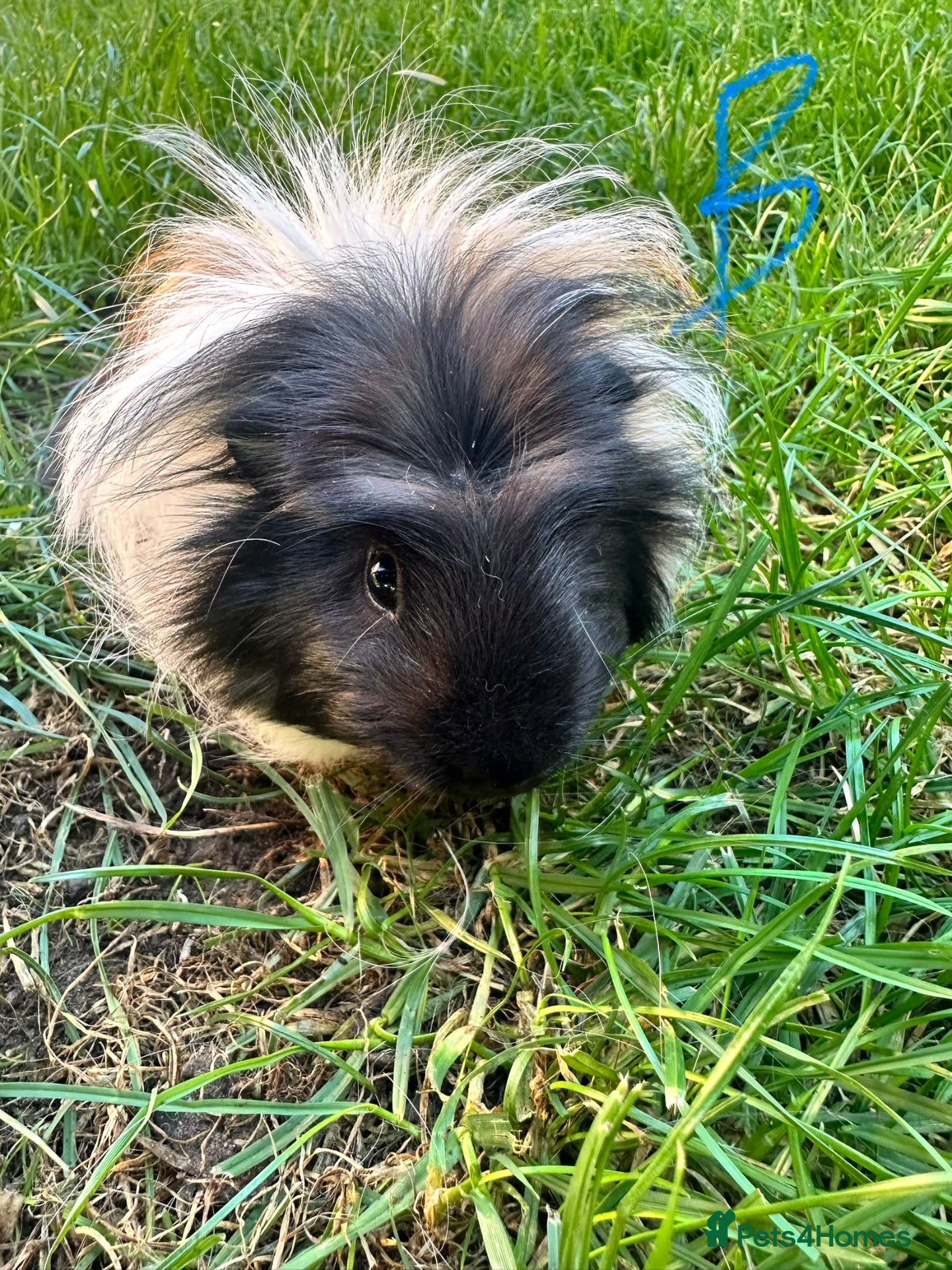 Guinea Pig rodents Male Guinea Pigs For Sale  - Advert 1