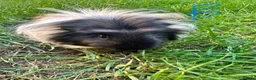 Guinea Pig rodents for sale: Male Guinea Pigs For Sale  - Advert 1