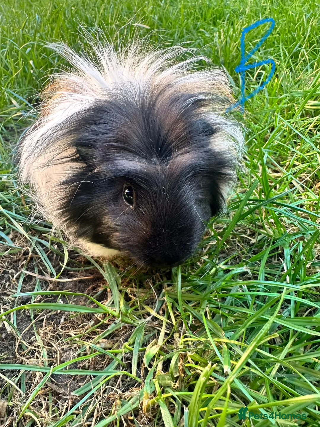 Guinea Pig rodents for sale: Male Guinea Pigs For Sale  - Advert 1