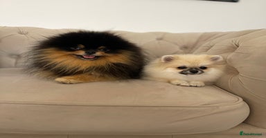 Pomeranian dogs - Advert 8