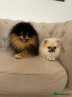 Pomeranian dogs - Advert 7