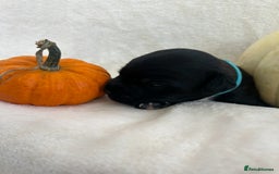 Patterjack dogs for sale: Patterdale x jackrussel  - Image 8