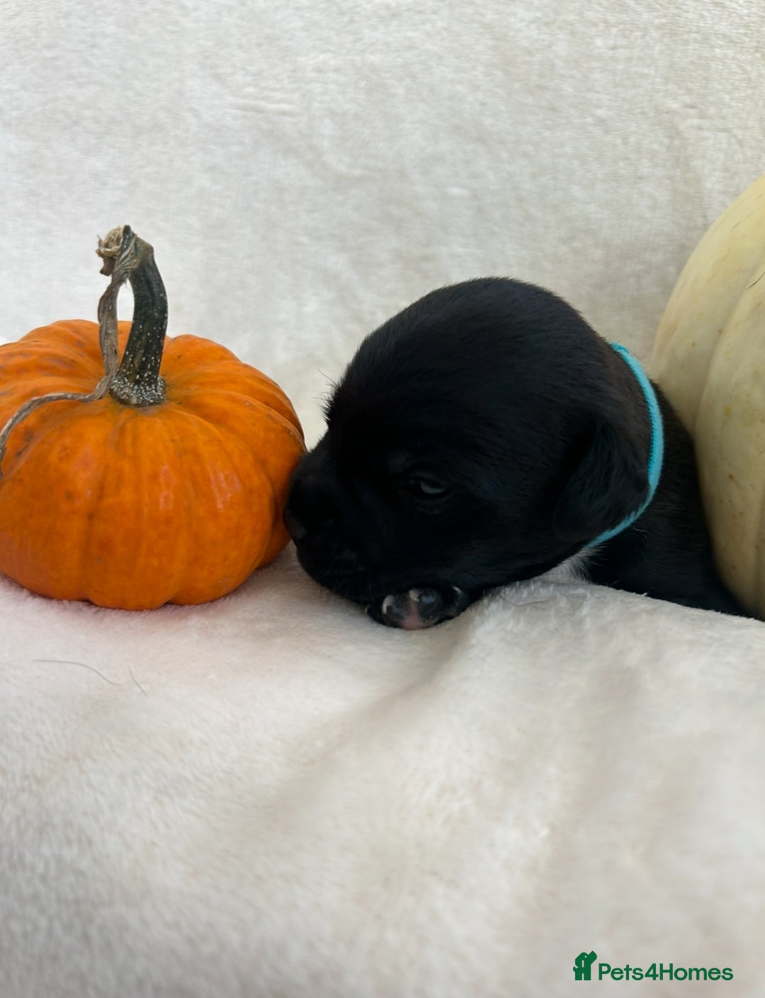 Patterjack dogs for sale: Patterdale x jackrussel  - Image 8