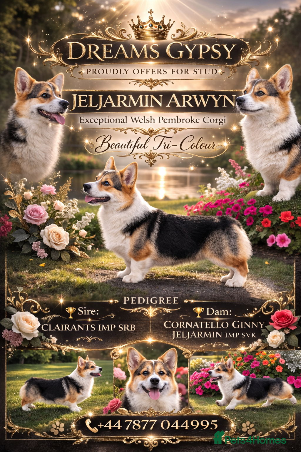 Welsh Corgi Pembroke dogs  Welsh Pembroke Corgi Boy Available for Stud  - Advert 3