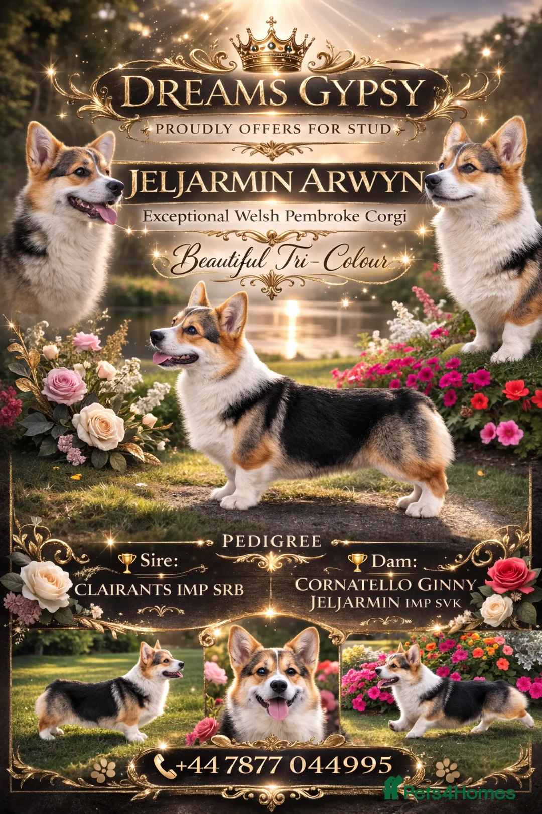 Welsh Corgi Pembroke dogs for stud:  Welsh Pembroke Corgi Boy Available for Stud  - Advert 1