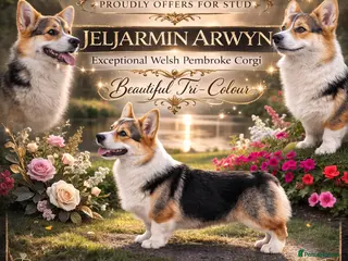 Welsh Corgi Pembroke dogs Welsh Pembroke Corgi Boy Available for Stud - Advert 3