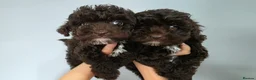 Cockapoo dogs for sale: Chocolate DNA Health Tested Cockapoos  - Advert 1