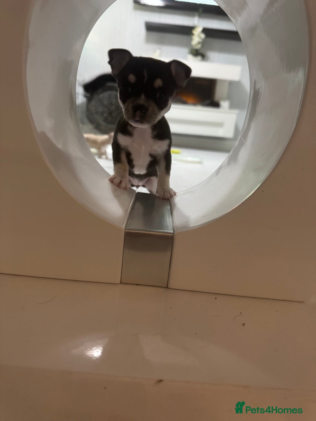 Chihuahua dogs for sale: For sale  - Image 3