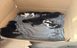 Turkish Van cats for sale: Black and white kittens last boy left  - Image 14