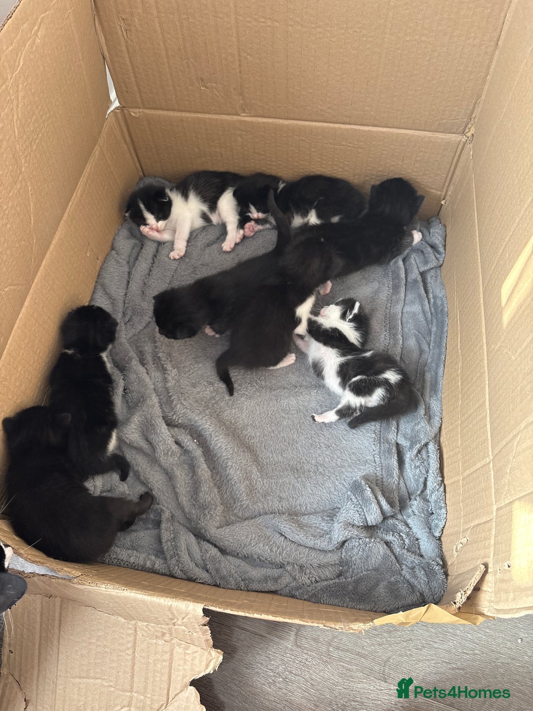 Turkish Van cats for sale: Black and white kittens last boy left  - Image 14
