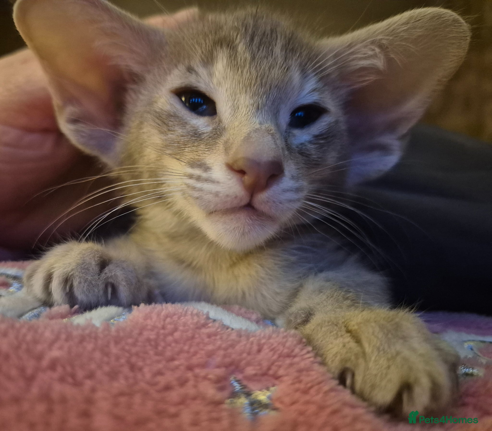 Oriental cats Pedigree Oriental kittens  - Advert 1