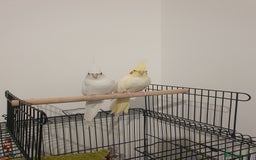 Cockatiels birds for sale: 2 x Male Cockatiels - Image 5